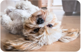 毎日健康チェック