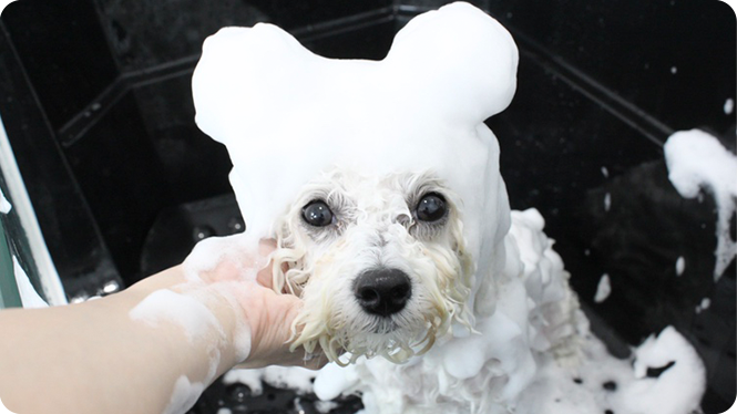 Dog salon TOK.画像